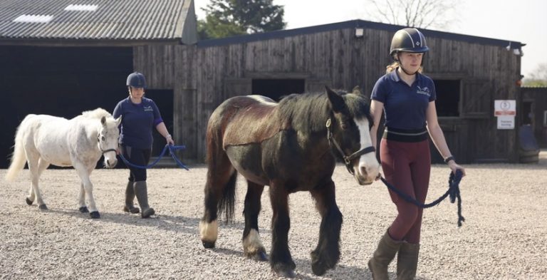 gallery-shardeloes-farm-equestrian-centre